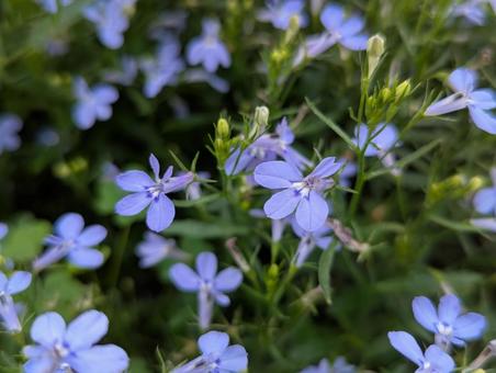 ロベリアの花 2 ロベリアの花 2の写真