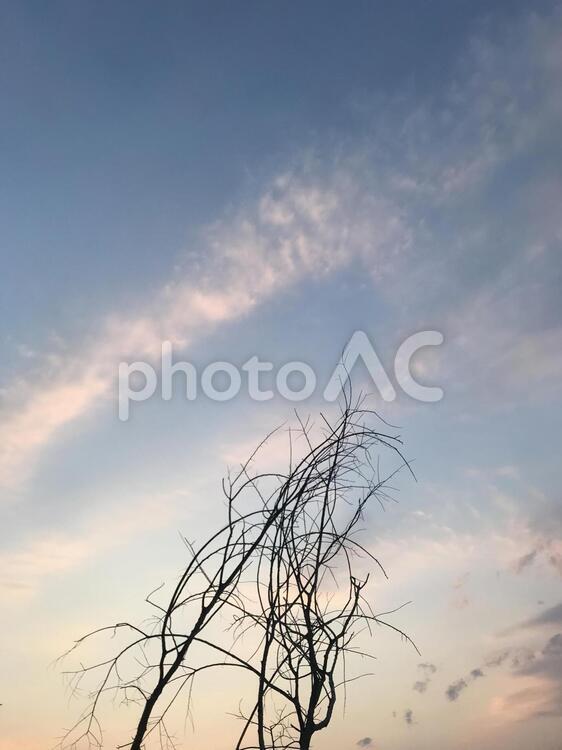 夕焼けと木 空,自然,何人もありませんの写真素材