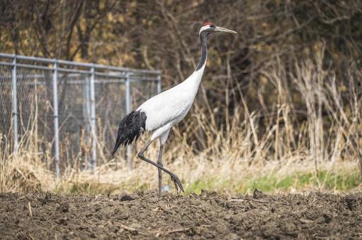 畑をゆくタンチョウ タンチョウ,鶴,野鳥の写真素材