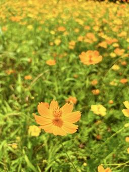 A cluster of yellow cosmos basking in the sun, JPG A cluster of yellow cosmos basking in the sun, JPG