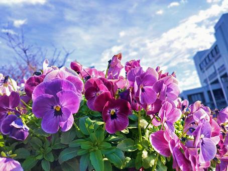 group of pink pansies, viola del pensiero, fiore, parco, JPG