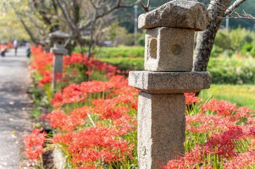 山口県　鰐鳴八幡宮の彼岸花 山口県,山口,彼岸花の写真素材