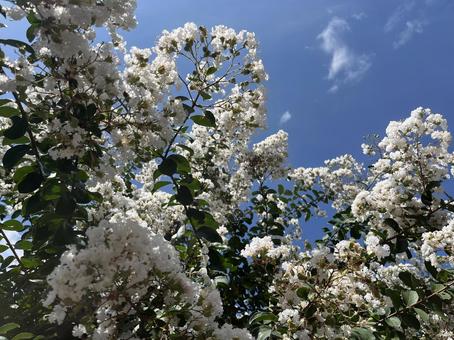 青空と白いサルスベリの花 青空と白いサルスベリの花の写真