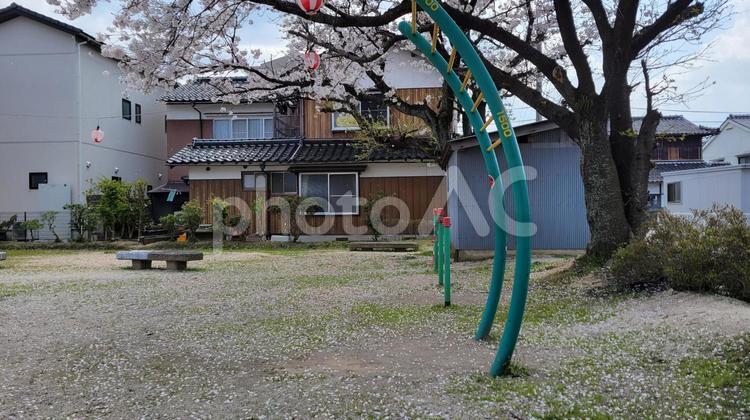 公園のぶら下がり遊具と桜 鳥取,倉吉,公園の写真素材
