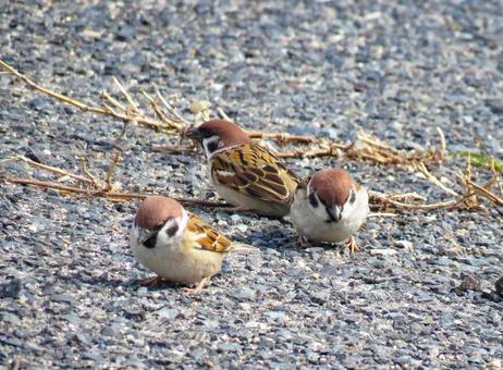 Three sparrows descending to the ground to search for food, JPG Three sparrows descending to the ground to search for food, JPG