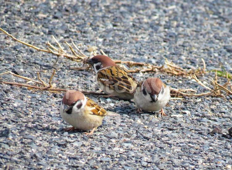 地面に降りて餌を探す3羽のスズメ スズメ,雀,鳥の写真素材