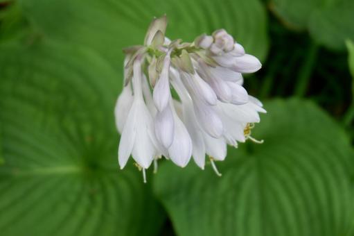 小さな花の写真