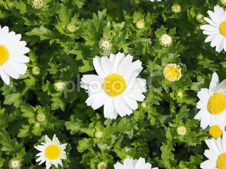 シロバナムシヨケギク＿日の丸構図 シロバナムシヨケギク,花,白の写真素材