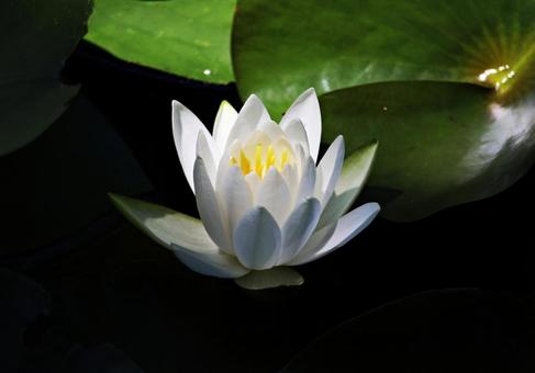 水蓮 水蓮の写真