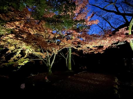 紅葉ライトアップ 紅葉ライトアップの写真