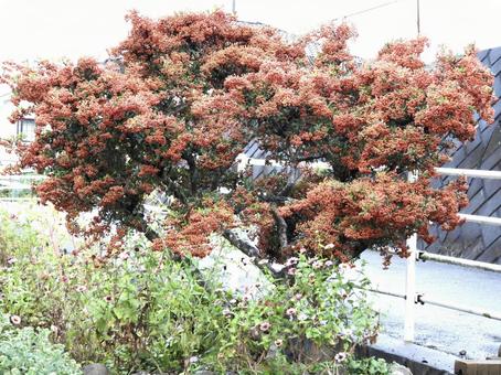 実のなる木 植物,実,川辺の写真素材