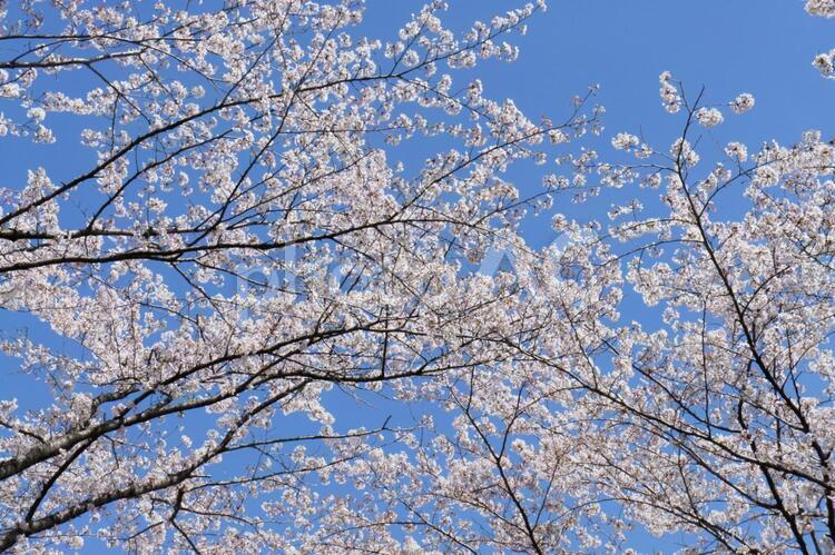 桜の木 桜,青空,春の写真素材