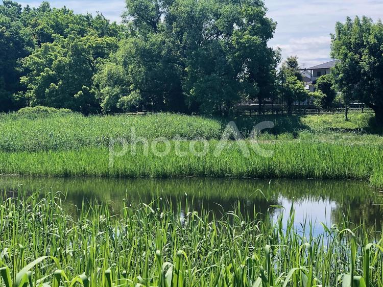 田舎の風景２ 田舎の風景,水生植物,夏の写真素材