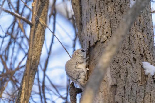 冬の森を見守るエゾモモンガ エゾモモンガ,北海道,冬の写真素材