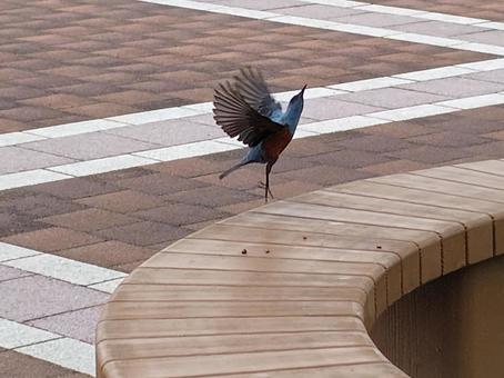 イソヒヨドリ 鳥 飛び立つ イソヒヨドリ 鳥 飛び立つ イソヒヨドリ,鳥,飛び立つの写真素材