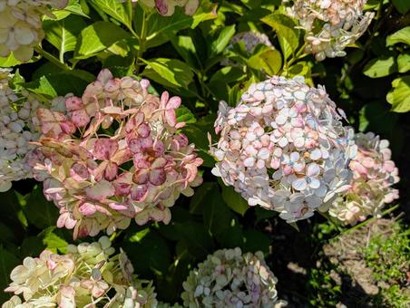 Hydrangea, JPG