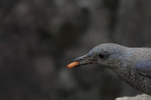餌を食べるイソヒヨドリの写真