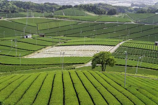 福岡-【八女の茶畑(八女中央大茶園)】 福岡-【八女の茶畑(八女中央大茶園)】 福岡,八女,八女の茶畑の写真素材