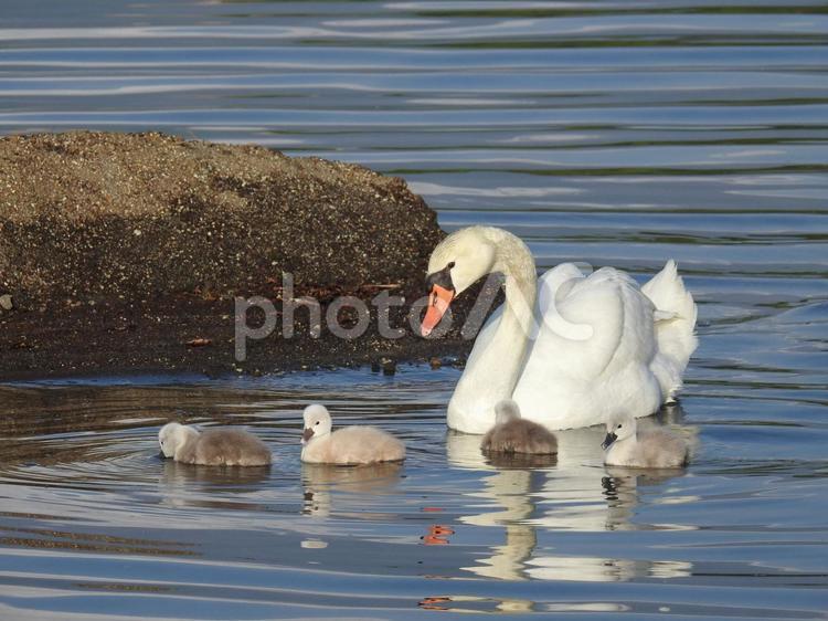 山中湖の湖畔で出会った鳥たち 自然,湖,山中湖の写真素材