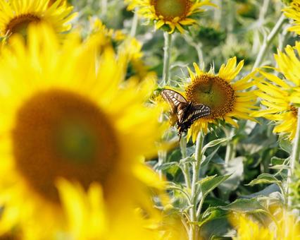 ひまわりにとまるアゲハチョウ ひまわりにとまるアゲハチョウ ひまわり,アゲハチョウ,花の写真素材