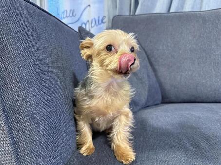 ヨークシャテリア ヨークシャテリア,ヨーキー,犬の写真素材