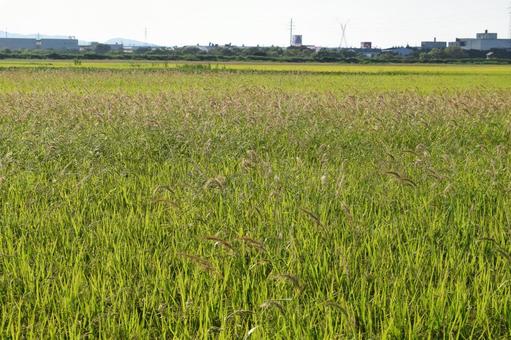 強害雑草 ケイヌビエ 強害雑草 ケイヌビエの写真