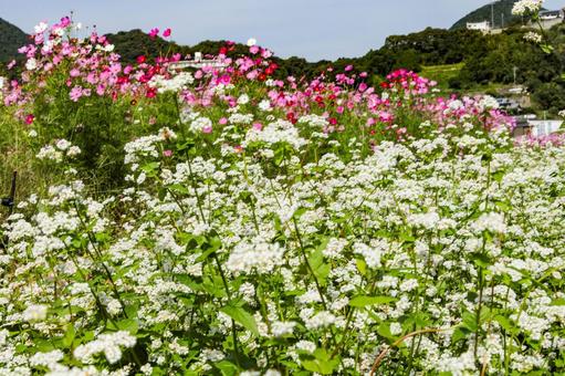 満開の白い蕎麦 ソバ,蕎麦,花の写真素材