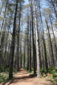 山道 山道の写真