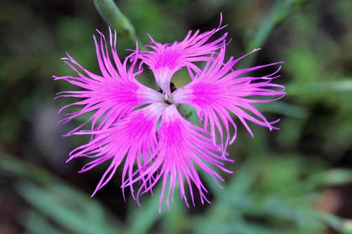カワラナデシコ・河原撫子　クローズアップ 草花,花弁の先,糸状に裂けるの写真素材