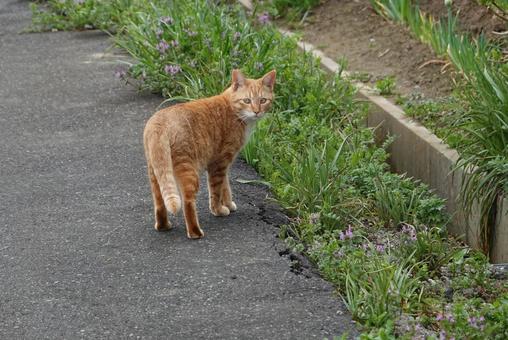 ある日の猫 ある日の猫 猫,可愛い,道路の写真素材