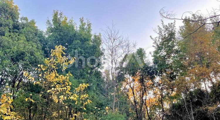 冬の美しい自然 冬,自然,風景の写真素材