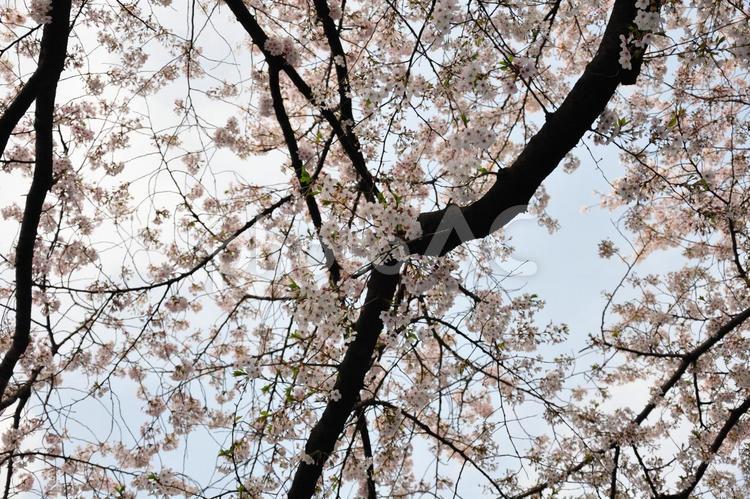 桜の木 桜,新緑,桜の木の写真素材