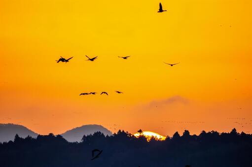 伊豆沼の朝(587) 伊豆沼,朝,夜明けの写真素材