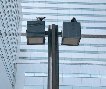 街灯 街灯,電灯,街路灯の写真素材