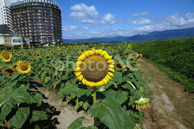滋賀県　第１なぎさ公園ひまわり畑㉛ 滋賀県,守山市,第１なぎさ公園の写真素材