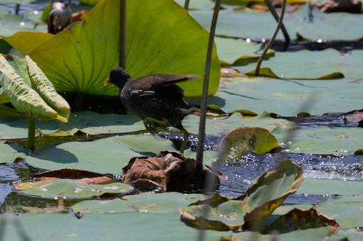 Photo, a van, waterfowl, natural, 