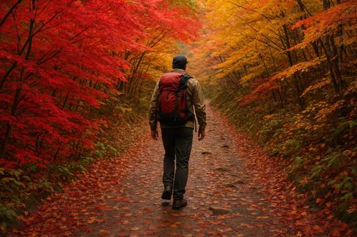 紅葉の山道トレッキング 紅葉の山道トレッキングの写真