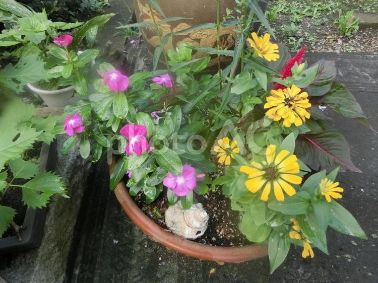 花と植木鉢 ガーデニング,庭,ピンクの写真素材