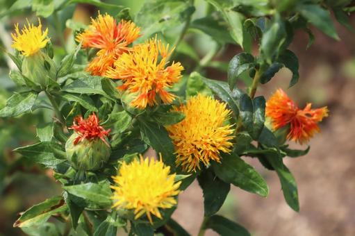 Photo, safflower, flower, plant, 