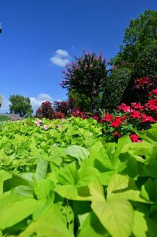 夏のチューリップ公園・コキア 夏のチューリップ公園・コキアの写真