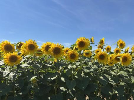 ひまわり ひまわり,ヒマワリ,花の写真素材