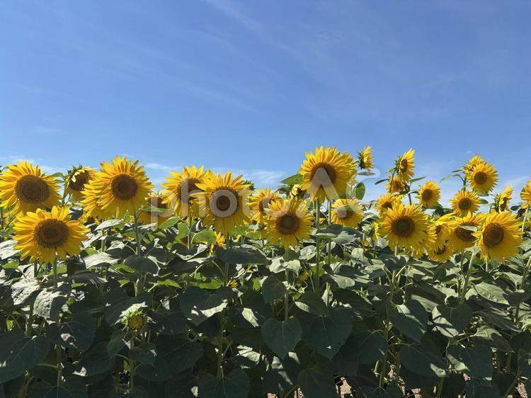 ひまわり - No: 33340746｜写真素材なら「写真AC」無料…