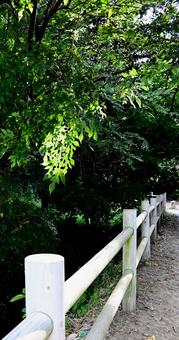 木漏れ日が降り注ぐ公園の道と白い手すり 木漏れ日が降り注ぐ公園の道と白い手すり 道,散歩道,遊歩道の写真素材