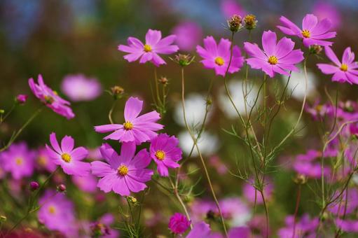 コスモス コスモス コスモス,秋,花の写真素材