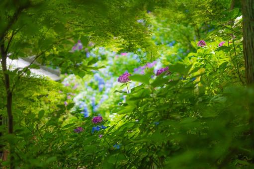 緑と紫陽花の庭園 緑と紫陽花の庭園 緑,紫陽花,庭園の写真素材