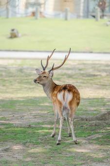 木陰でたたずむニホンジカ004 木陰でたたずむニホンジカ004の写真