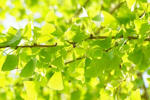 イチョウの葉 イチョウ,葉,黄葉の写真素材