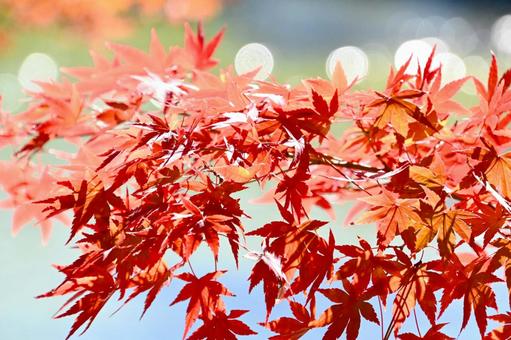 噴水の輝く水しぶきと紅葉 噴水の輝く水しぶきと紅葉 紅葉,きれい,秋の写真素材