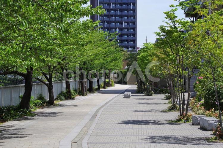 目黒川沿いの並木通り 並木通り,道路,都市の写真素材