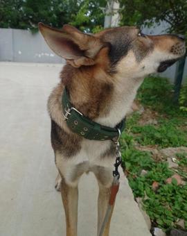 イッヌ イッヌ 犬,シェパード,ペットの写真素材